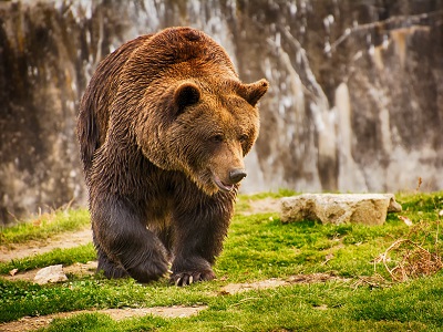 Лечение кашля медвежим жиром